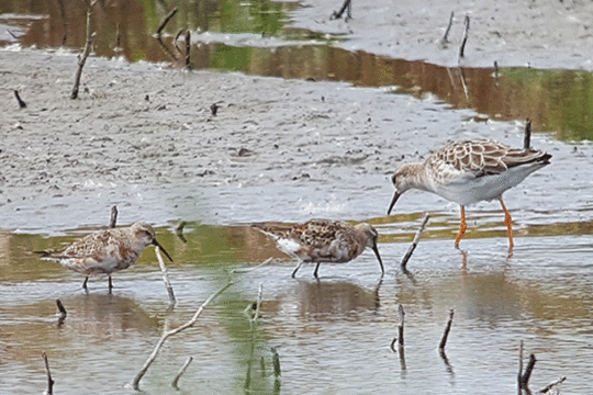 Krombekstrandlopers en kemphaan, excursie Fogol Marker Wadden